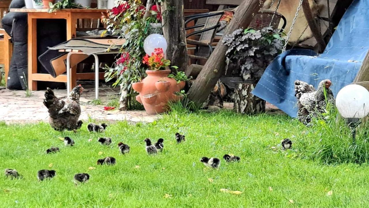 Pod Kogutem Zamość